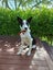 Bali Rescue Dog - CDRRNZ Carousel 4