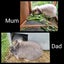 Jersey Lop Kits- Jersey Wooly x Mini Lop Carousel 9