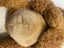 RUSS BEAR LARGE - 47cm little lost bear NEW Carousel 6