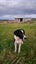 Heading Dog x border Collie pups Carousel 3