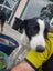 Heading Dog x border Collie pups Carousel 6