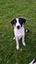 Heading Dog x border Collie pups Carousel 5