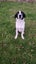 Heading Dog x border Collie pups Carousel 4