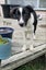 Heading Dog x border Collie pups Carousel 7