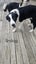 Heading Dog x border Collie pups Carousel 8