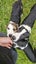 Heading Dog x border Collie pups Carousel 9