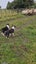 Heading Dog x border Collie pups Carousel 10