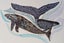 Whale songs - by Jan FitzGerald Carousel 1