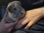 Guinea pig and complete cage set up Carousel 3