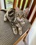 Ivanka 11 wks old - Cat Care Rangiora Carousel 1