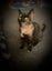 Simply stunning STAR 16 wks old - Cat Care Rangiora Carousel 1