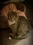 Jennifer - little sweetheart- 16 wks old - Cat Care Rangiora Carousel 1