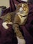 Tabby 1 year old female cat Carousel 1