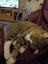Tabby 1 year old female cat Carousel 3