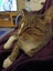 Tabby 1 year old female cat Carousel 2