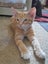Brave Paws Cat Rescue - Kitten Pair - Mittens & Spencer Carousel 5