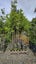 Alectryon excelsa titoki 25L, 2.5m +... x18 Carousel 1