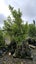 Alectryon excelsa titoki 25L, 2.5m +... x14 Carousel 1