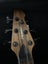 Peavey wood Bass Guitar Carousel 6