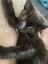 Black kitten Carousel 3