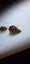 Fresh water aquarium snails Carousel 4