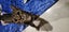 THE STREET CAT PROJECT - ALIA - AVAILABLE FOR ADOPTION Carousel 1