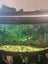 Juwel fish tank curved front 180L plus fish Carousel 3