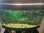 Juwel fish tank curved front 180L plus fish Carousel 4