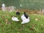 Muscovy ducks Carousel 3