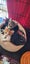 THE STREET CAT PROJECT - STARK - AVAILABLE FOR ADOPTION Carousel 4