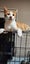 THE STREET CAT PROJECT - GOOSE - AVAILABLE FOR ADOPTION Carousel 1