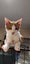 THE STREET CAT PROJECT - GOOSE - AVAILABLE FOR ADOPTION Carousel 2