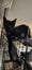 THE STREET CAT PROJECT - STARK - AVAILABLE FOR ADOPTION Carousel 1