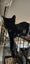 THE STREET CAT PROJECT - STARK - AVAILABLE FOR ADOPTION Carousel 2