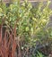 Ficus Tuffy hedging plants x 50 . plant _ Great price Great Plants Carousel 2