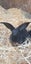Beautiful Big Flemish Giant Bunny Carousel 1