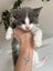 Kittens for sale Bucklands Beach! Carousel 3