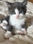 Kittens for sale Bucklands Beach! Carousel 6