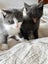Kittens for sale Bucklands Beach! Carousel 7
