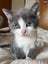 Kittens for sale Bucklands Beach! Carousel 8