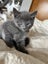 Kittens for sale Bucklands Beach! Carousel 9