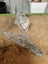 Greenstone Pieces X 2 Carousel 2