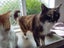 Floof Carousel 1