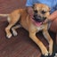 DUKE - Bull Mastiff X - 7-8 Months Carousel 5
