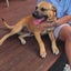 DUKE - Bull Mastiff X - 7-8 Months Carousel 6