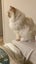 Gorgeous ragdoll cat with high emotional needs Carousel 2