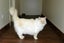 Gorgeous ragdoll cat with high emotional needs Carousel 3
