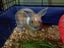 Rabbits & Guinea Pigs Carousel 2