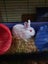 Rabbits & Guinea Pigs Carousel 3
