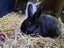 Rabbits & Guinea Pigs Carousel 4